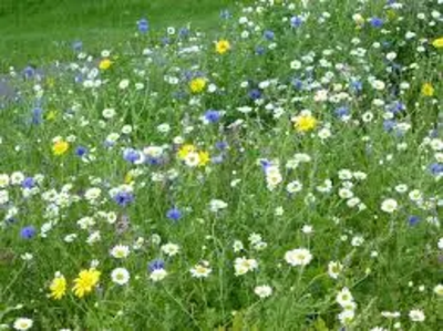 Wild Flowers by Highway.